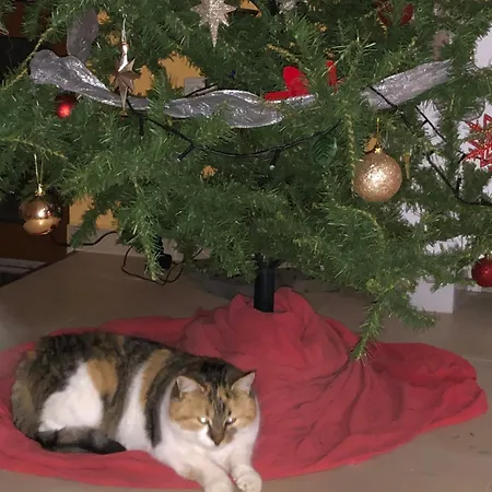 пиперите Villa